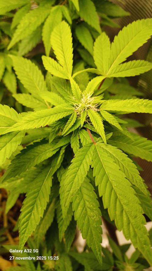 Freeseed rqs 2025. Week 30