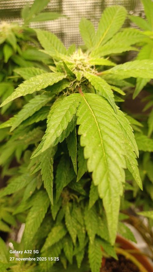 Freeseed rqs 2025. Week 30