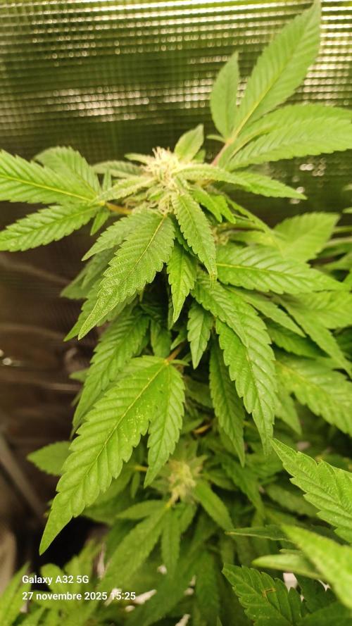 Freeseed rqs 2025. Week 30