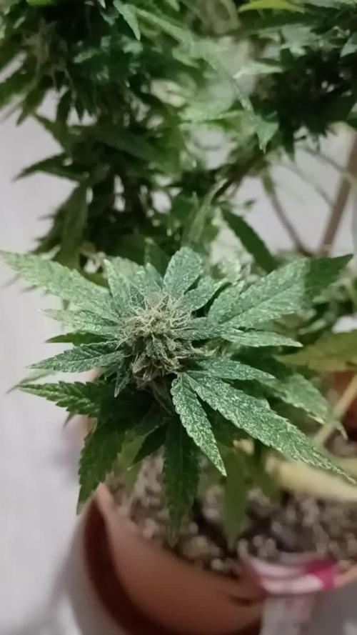 Freeseed rqs 2025