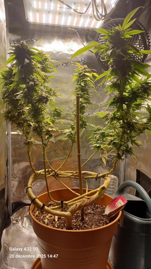 Freeseed rqs 2025. Week 31