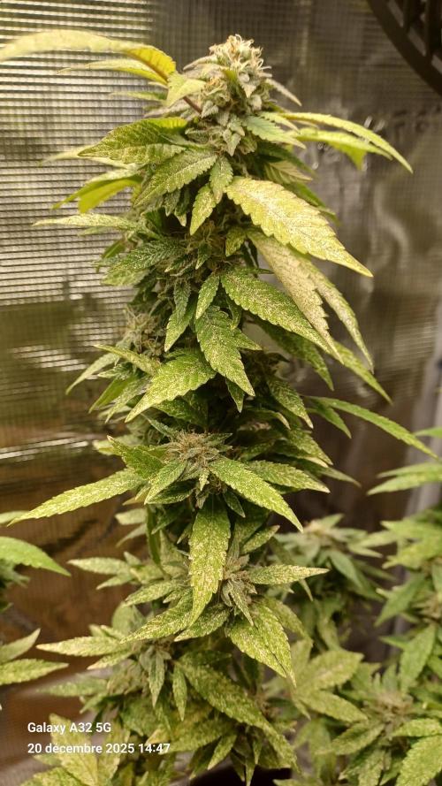 Freeseed rqs 2025. Week 31