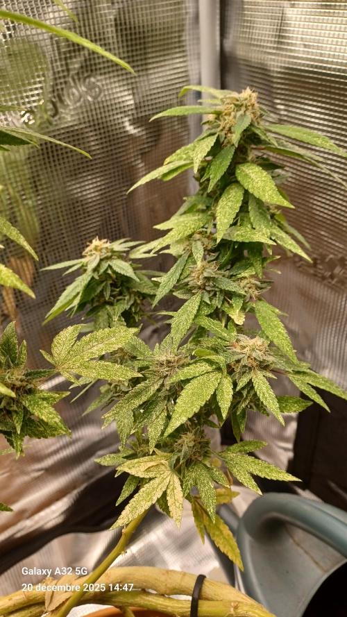 Freeseed rqs 2025. Week 31