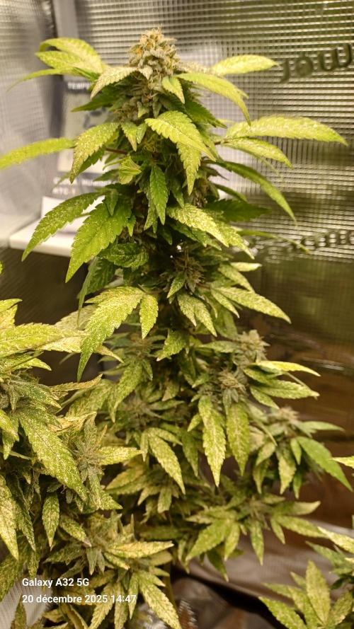 Freeseed rqs 2025. Week 31