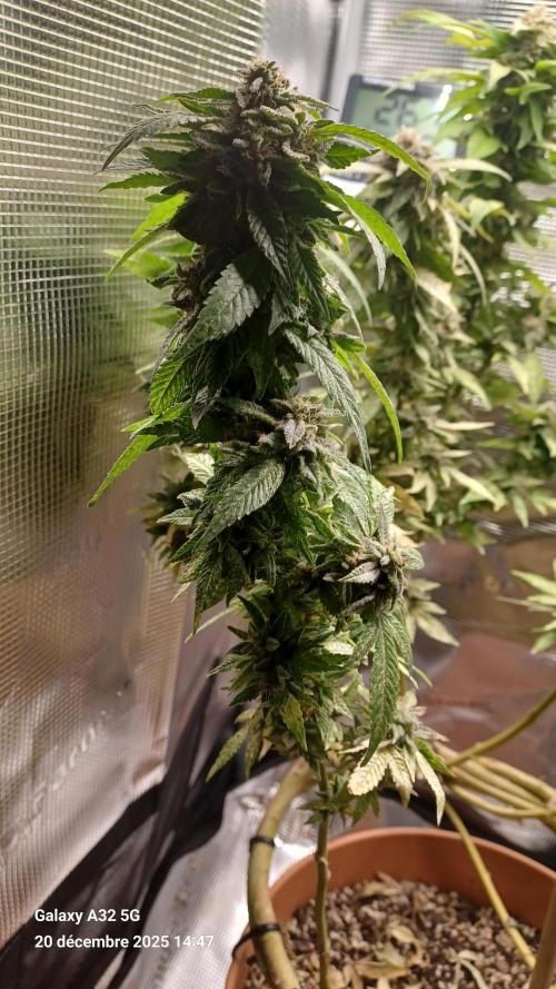 Freeseed rqs 2025. Week 31