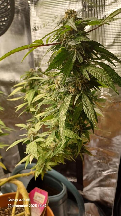 Freeseed rqs 2025. Week 31