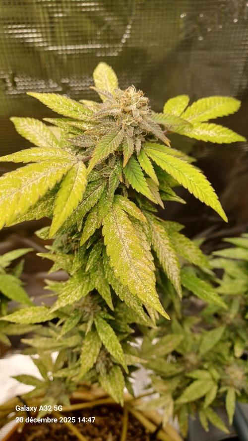 Freeseed rqs 2025. Week 31