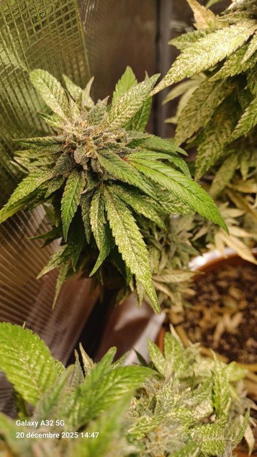 Freeseed rqs 2025. Week 31