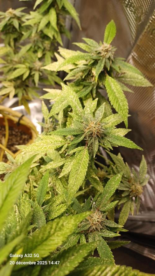 Freeseed rqs 2025. Week 31