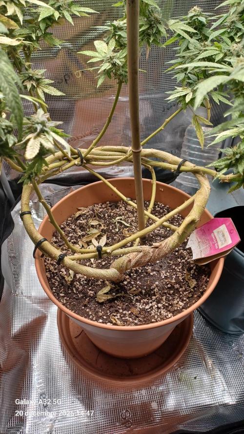 Freeseed rqs 2025. Week 31