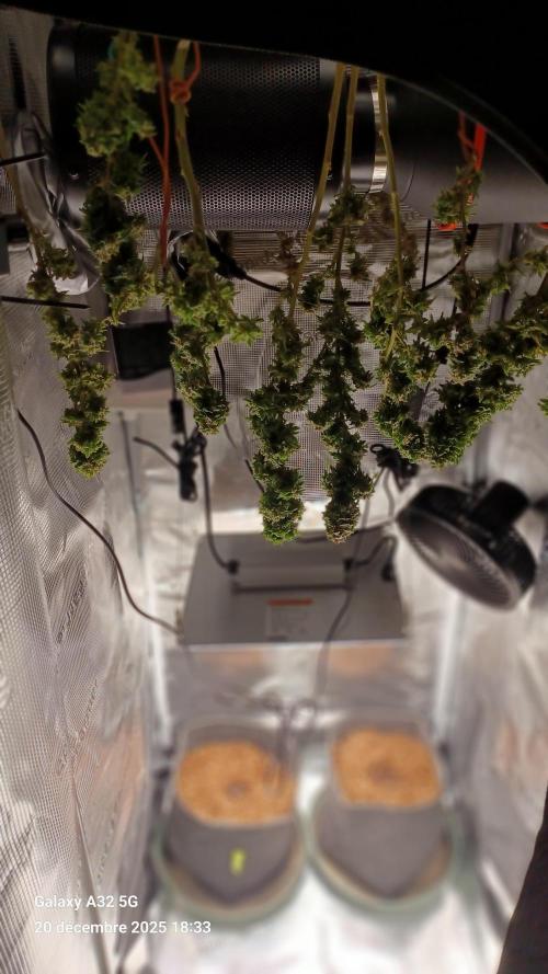 Freeseed rqs 2025. Week 31