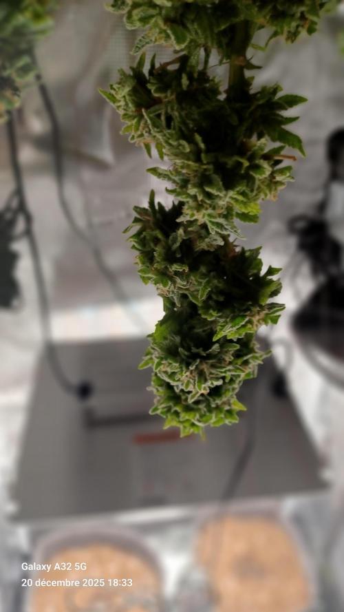 Freeseed rqs 2025. Week 31