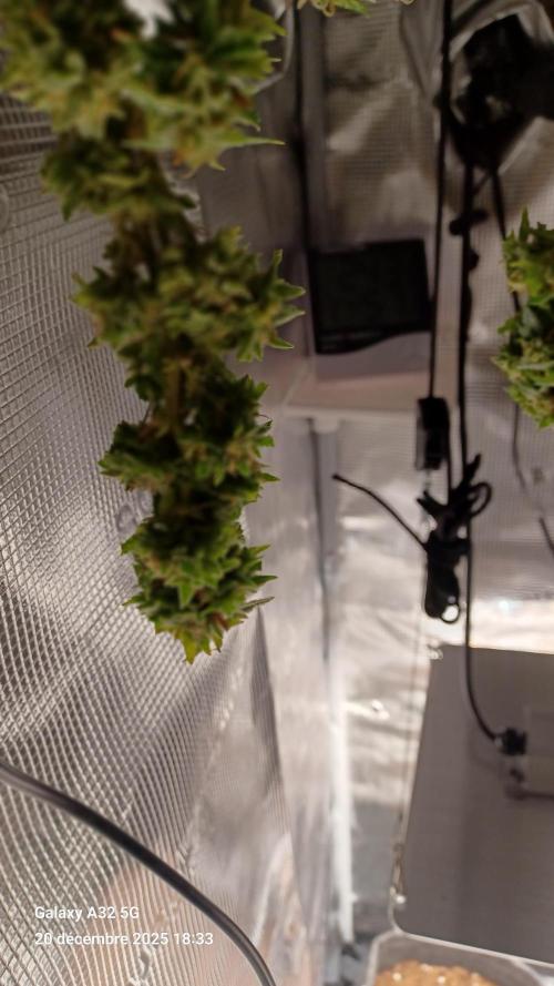 Freeseed rqs 2025. Week 31