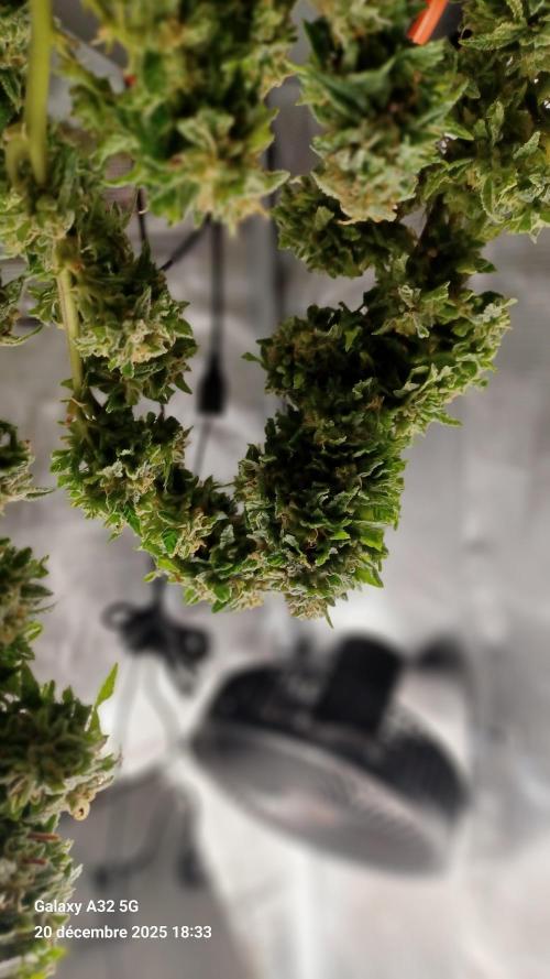 Freeseed rqs 2025. Week 31