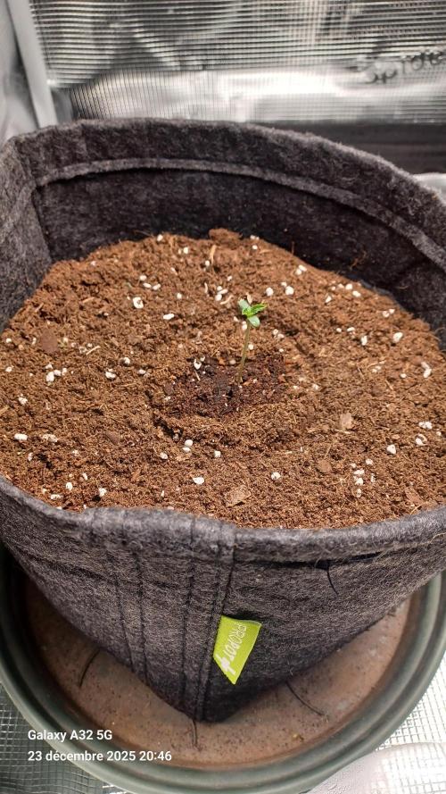 1st full indoor grow. Week 0