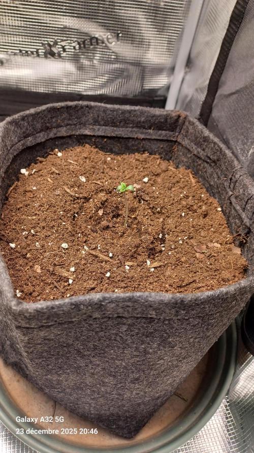 1st full indoor grow. Week 0