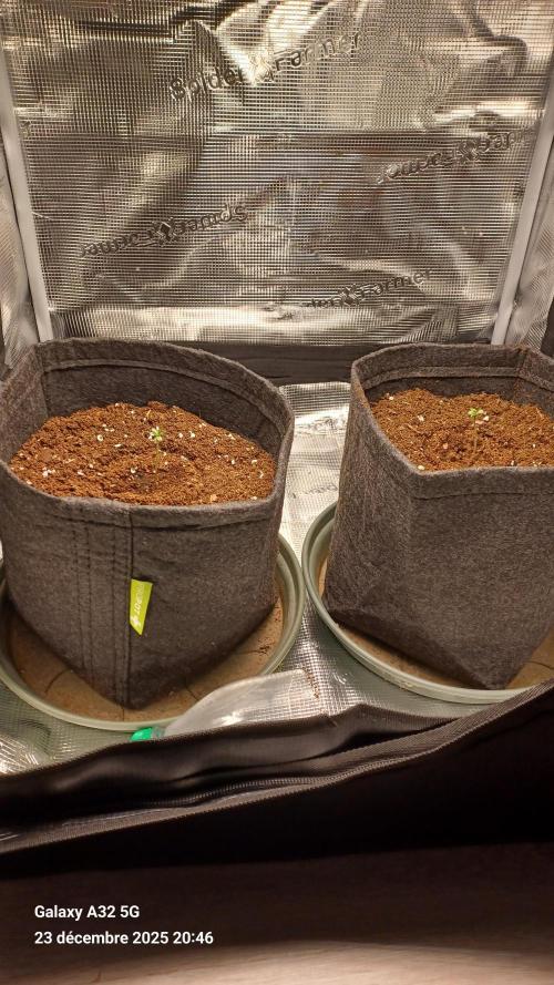 1st full indoor grow. Week 0