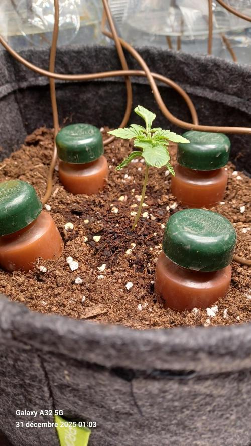 1st full indoor grow. Week 1