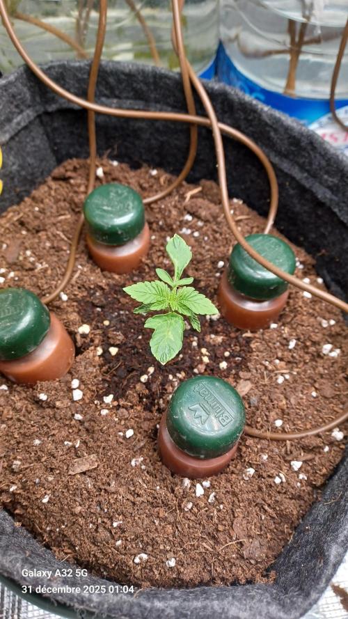 1st full indoor grow. Week 1