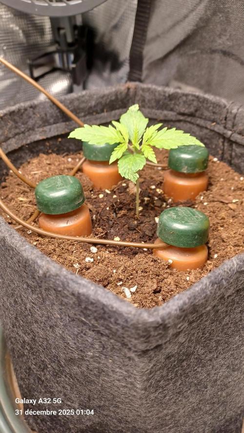 1st full indoor grow. Week 1