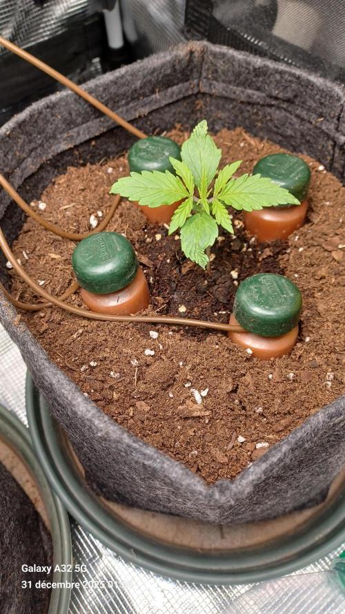 1st full indoor grow. Week 1