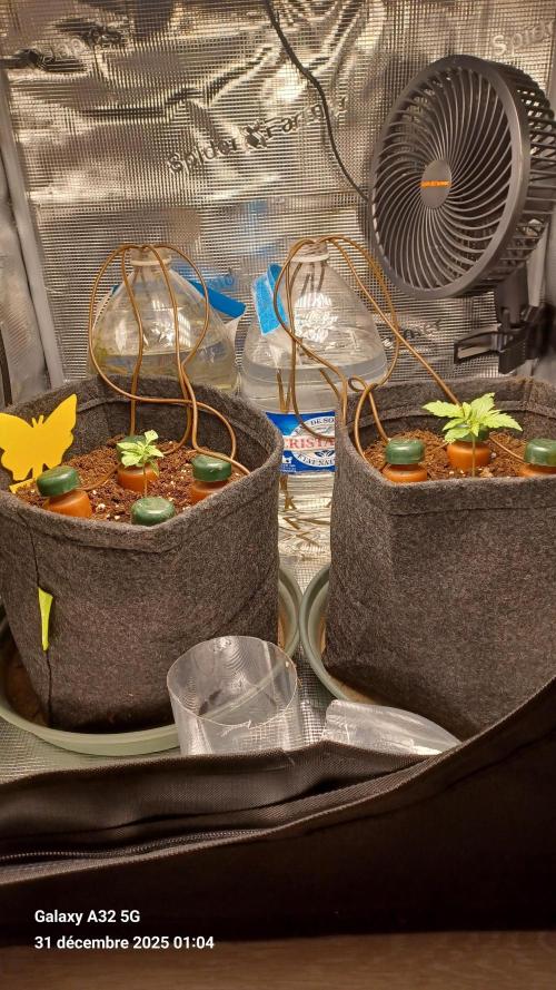 1st full indoor grow. Week 1