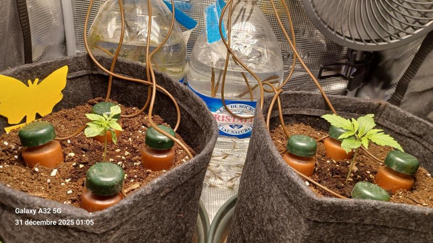 1st full indoor grow. Week 1