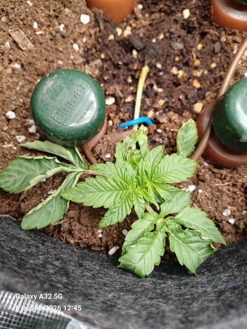 1st full indoor grow. Week 2