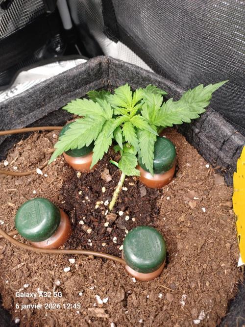 1st full indoor grow. Week 2