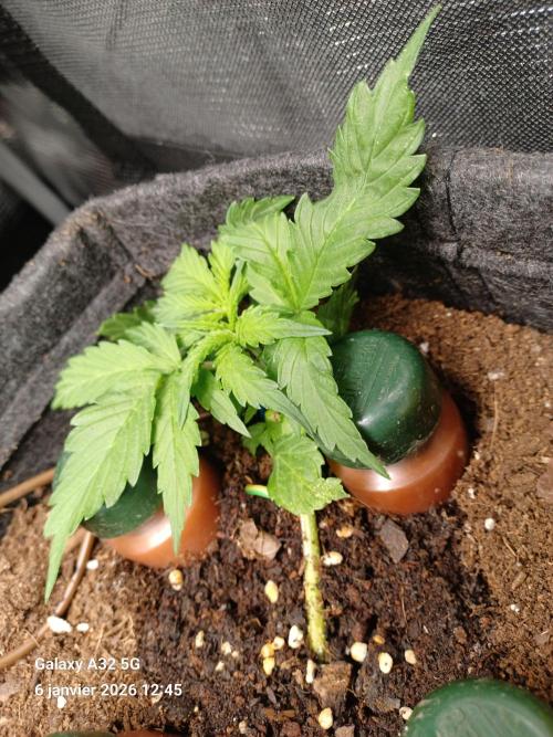 1st full indoor grow. Week 2