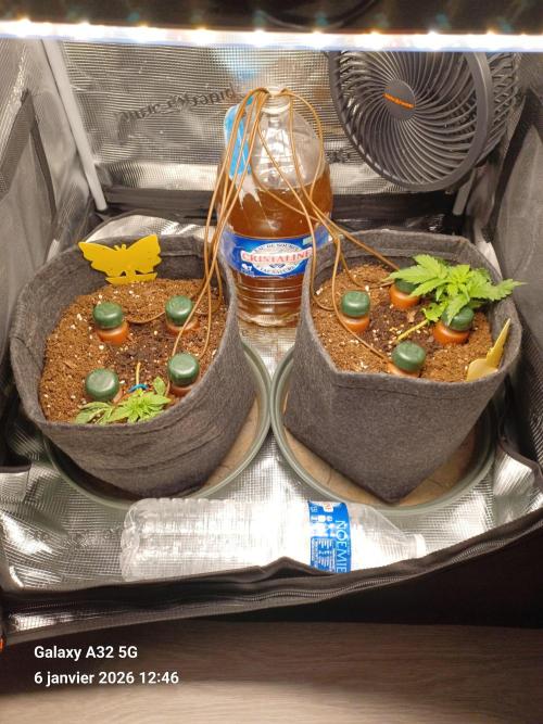 1st full indoor grow. Week 2