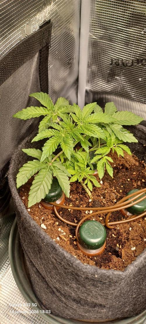 1st full indoor grow. Week 3 - #1