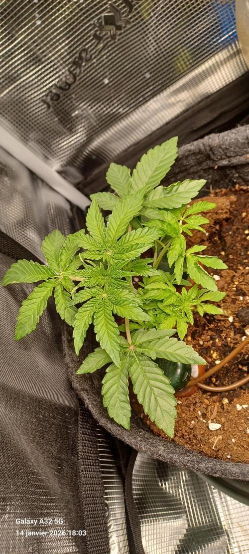 1st full indoor grow. Week 3 - #1