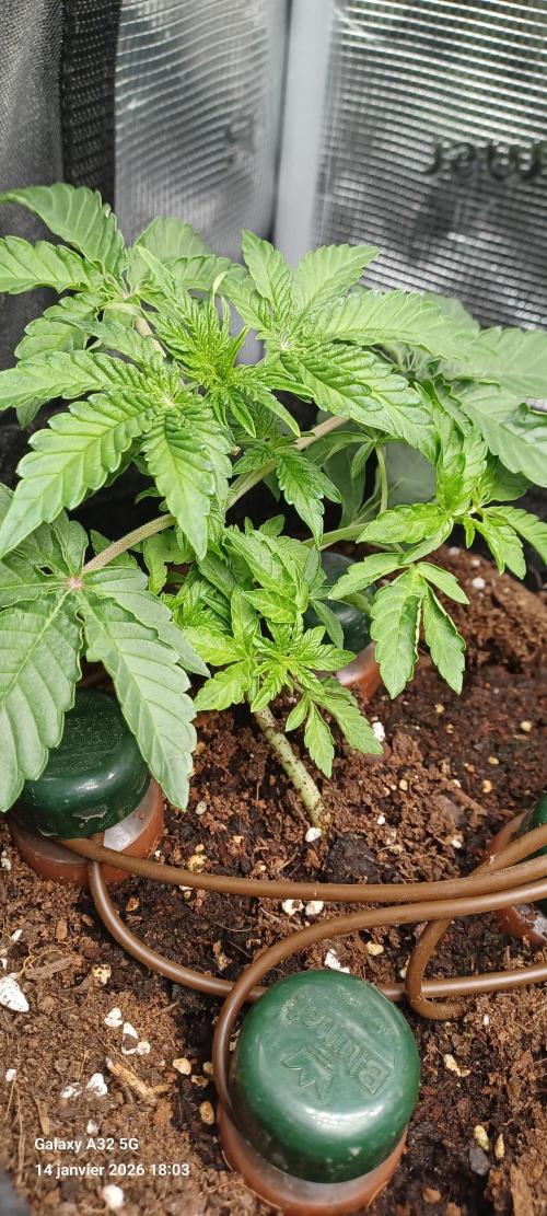 1st full indoor grow. Week 3 - #1