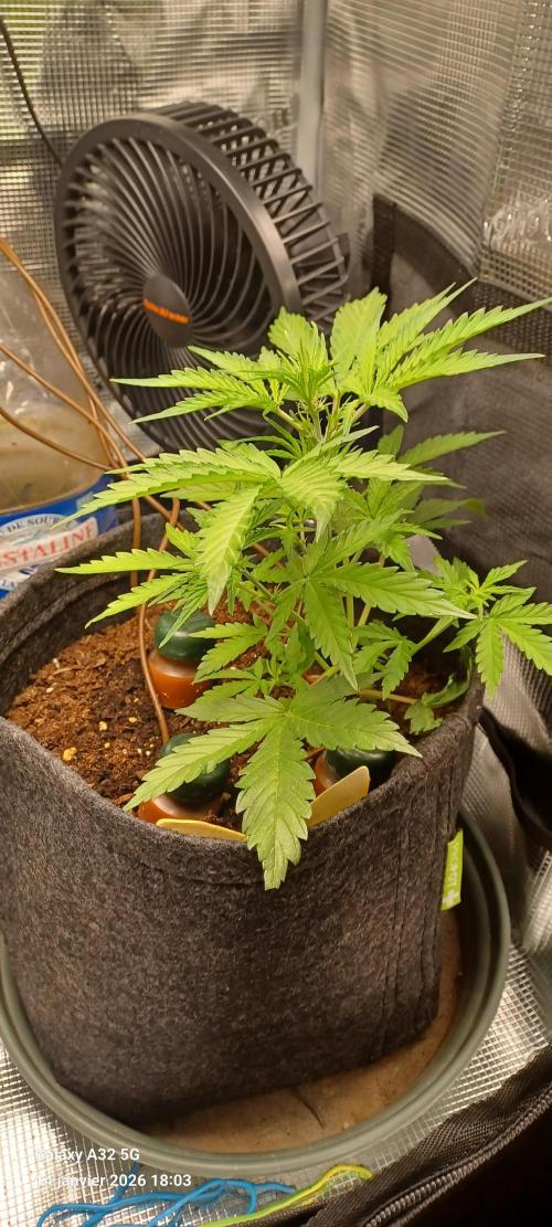 1st full indoor grow. Week 3 - #2