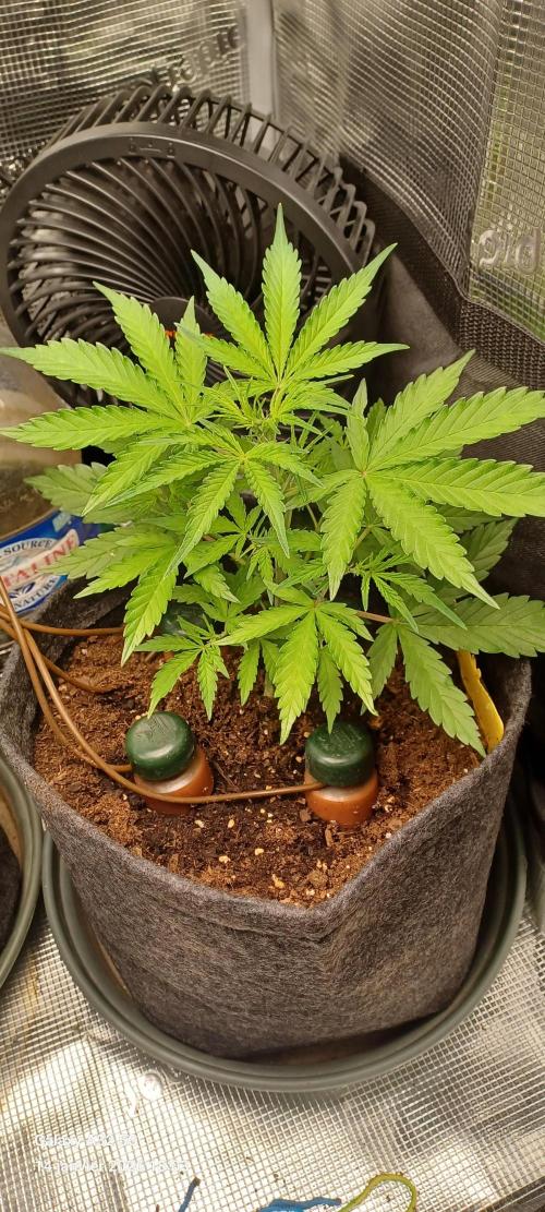 1st full indoor grow. Week 3 - #3