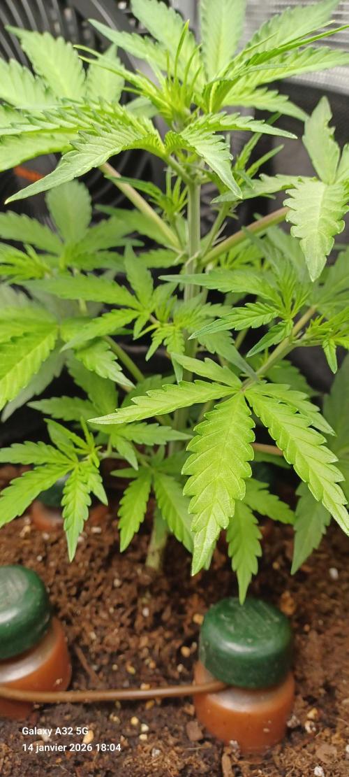 1st full indoor grow. Week 3 - #3