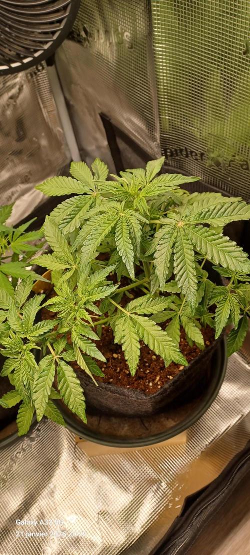 1st full indoor grow. Week 4