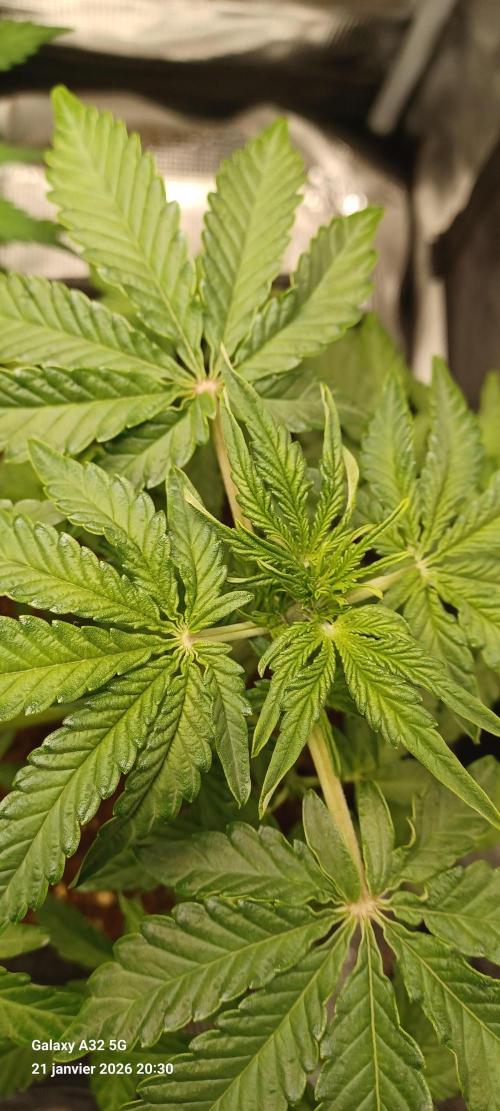 1st full indoor grow. Week 4