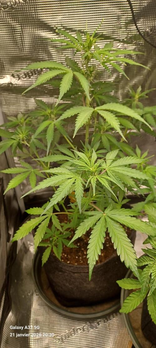 1st full indoor grow. Week 4