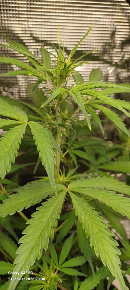 1st full indoor grow. Week 4