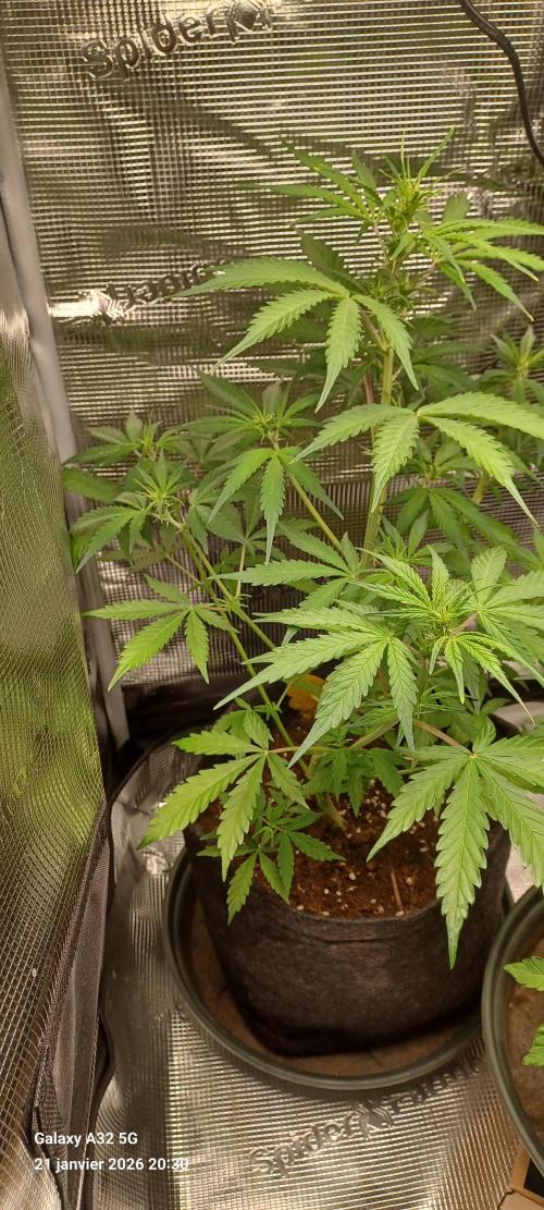 1st full indoor grow. Week 4