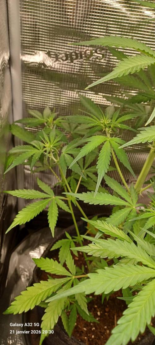 1st full indoor grow. Week 4