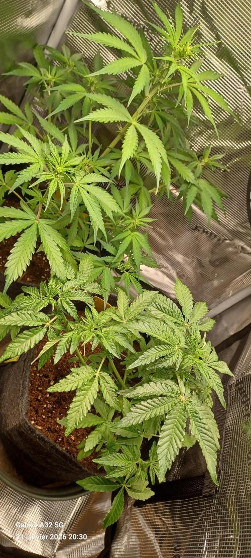 1st full indoor grow. Week 4