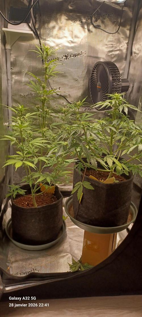 1st full indoor grow. Week 5