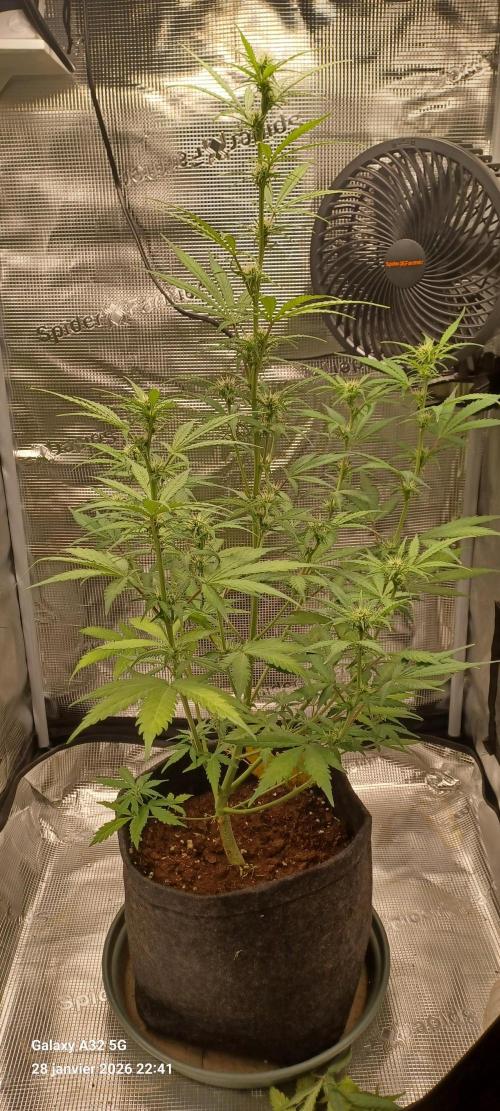 1st full indoor grow. Week 5