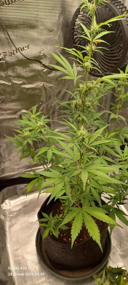 1st full indoor grow. Week 5