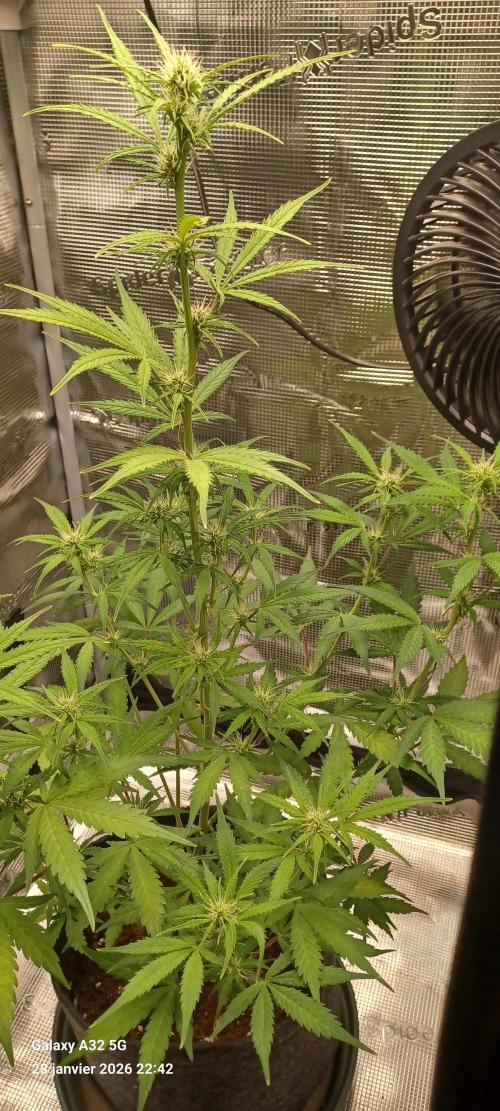 1st full indoor grow. Week 5