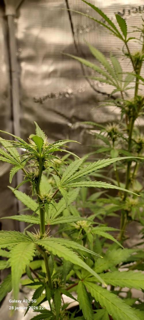 1st full indoor grow. Week 5