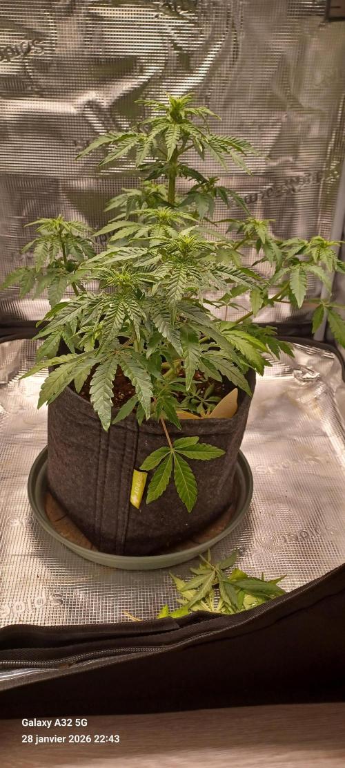 1st full indoor grow. Week 5